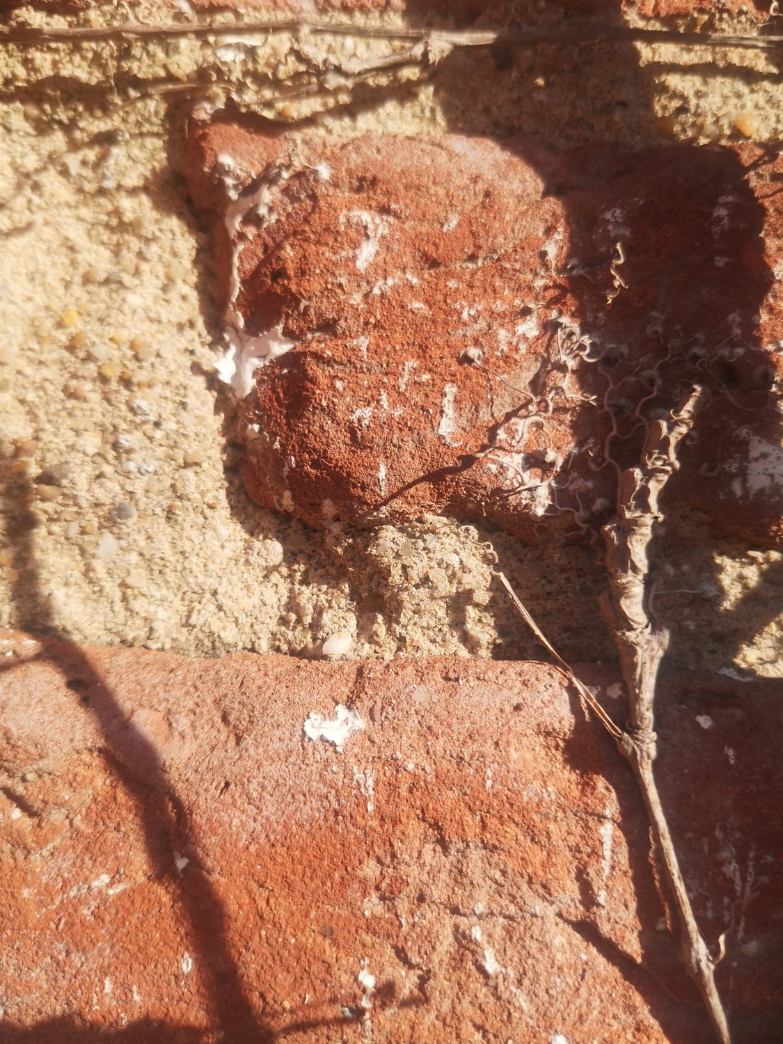 Artloch Prod. - art - Die weiße Substanz auf dem Ziegelstein ist Ausblühung, eine Ablagerung löslicher Salze, die beim Verdunsten von Wasser aus dem Mauerwerk zurückbleibt.