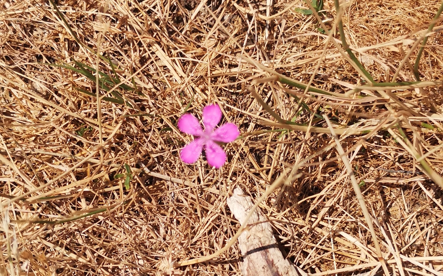 Artloch Prod. - art - Das Bild zeigt anscheinend die Deptford-Nelke (Dianthus armeria), eine ursprünglich in Europa heimische Wildblumenart.